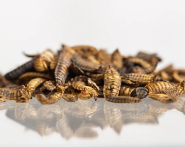 Getrocknete Larven aus Deutschland